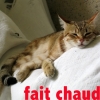 Chatouille